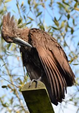 A Hammerkop preening Stock Photos