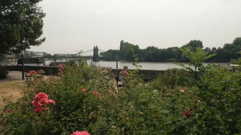 Hammersmith Bridge with Pink Roses Stock Footage 92131031