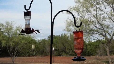 Hammingbirds in Texas. Video stock 97305519