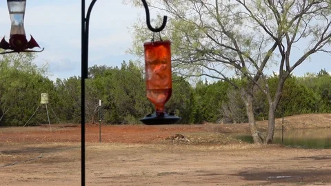 Hammingbirds in Texas. Stock Footage 97305712