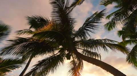 Hammock and Palm Trees at Sunset. Pan Down Shot. Stock Footage 54712579