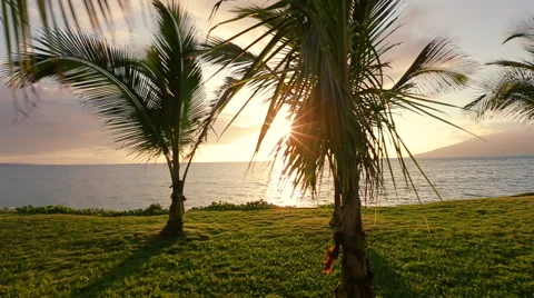 Hammock and Palm Trees at Sunset. Steadicam Smooth Gliding Motion. Stock Footage 54712614