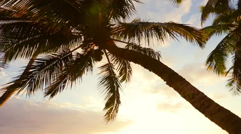 Hammock and Palm Trees at Sunset Beautiful Sun Flare Stock Footage 54712683