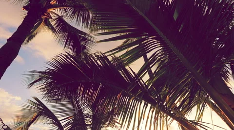 Hammock and Palm Trees at Sunset. Instagram Color Tone. Stock Footage 54712763