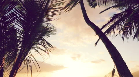 Hammock and Palm Trees at Sunset.  Instagram Color Tone. 스톡 동영상 54712847