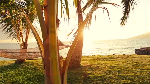 Hammock and Palm Trees at Sunset. Vidéo 54713027