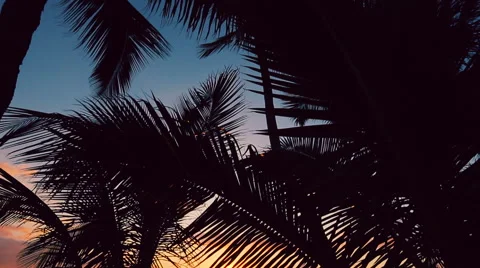 Hammock and Palm Trees at Sunset Beautiful Sun Flare Stock Footage 54713196