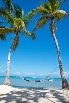 Hammock between high palm trees Foto stock