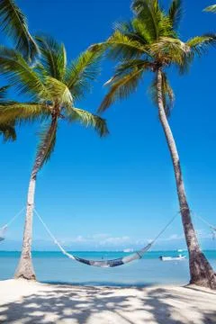 Hammock between high palm trees Stock Photos