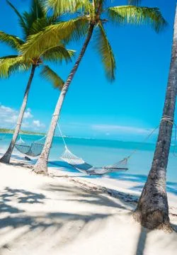 Hammock between high palm trees Stock Photos