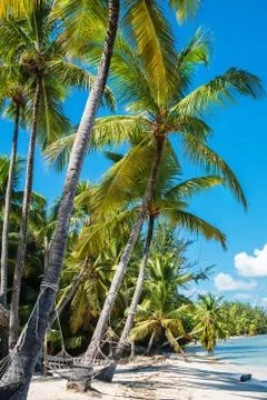 Hammock between high palm trees Foto stock