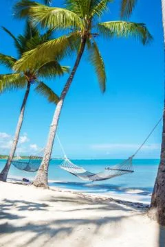 Hammock between high palm trees Stock Photos