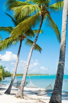 Hammock between high palm trees Stock Photos