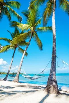 Hammock between high palm trees Stock Photos
