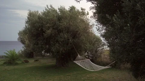 A hammock between olive trees by the sea Vidéo 95999818