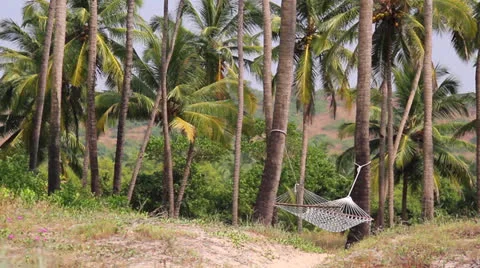 Hammock between palm-tree Stock Footage 26188711