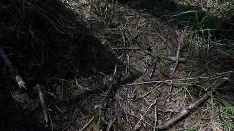 Hammock in the forest Stock Footage 74610616