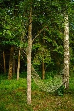 Hammock hanging between trees in forest during summer afternoon Фото
