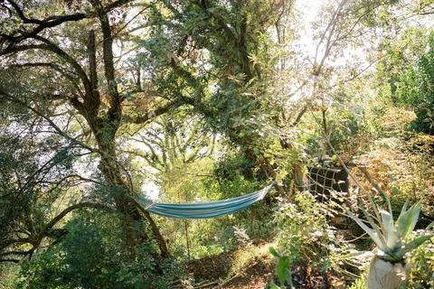 Hammock hangs between trees in a green garden Stock Photos