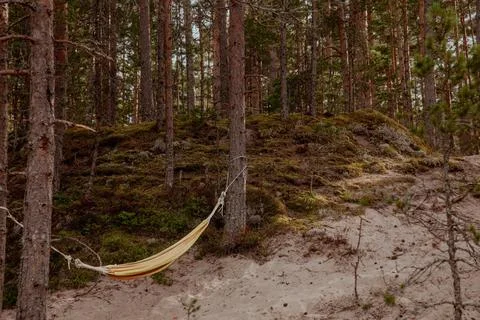 Hammock hangs securely from a tree in a lush forest Stock Photos