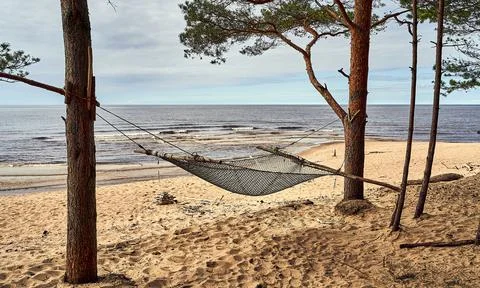 Hammock on the pine trees Stock Photos