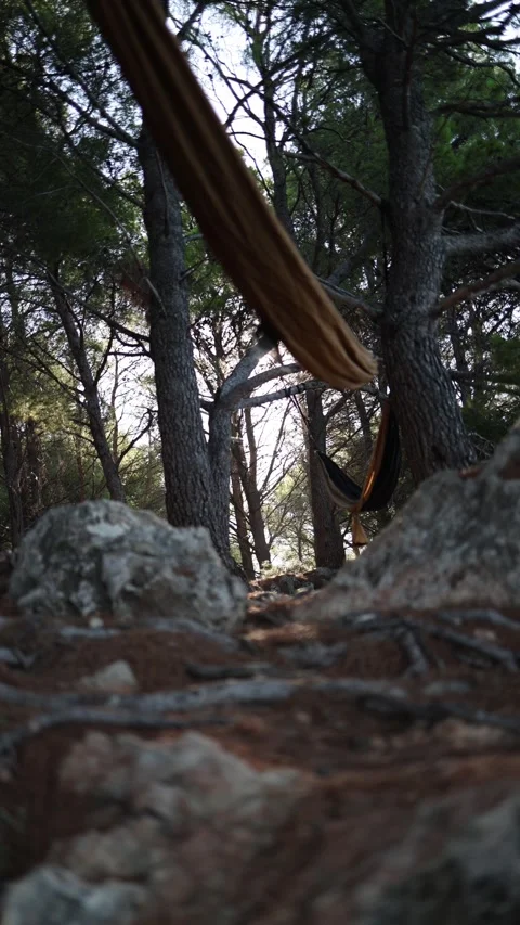 Hammock resting between pine trees in a quiet forest retreat Stock Footage 341321647