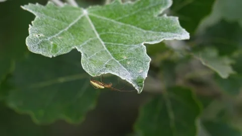 Hammock Spider Resting on a Silver Poplar Leaf - 4K Macro Slow Motion Close Up Stock Footage 336724329