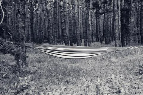 Hammock stretched with ropes between two pine trees on lawn in forest Stock Photos