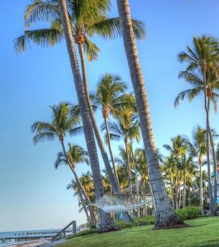 Hammock strung between palm trees overlooking the ocean Stock Photos