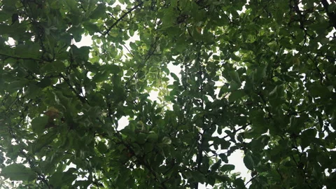 Hammock Swining looking Up into Apple Tree Stock Footage 135677504