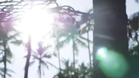 Hammock tied on a tree trunk Stock Footage 71560859