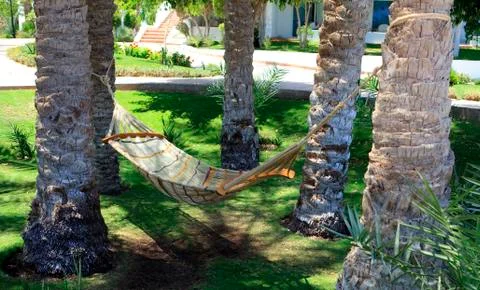 Hammock under palm trees. Fotos Stock