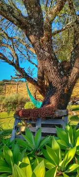 Hammock under a tree in the field Stock Photos