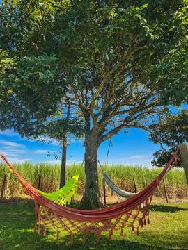 Hammock under a tree Stock Photos