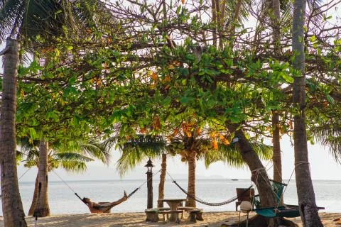 Hammocks between the Palm trees Stock Photos