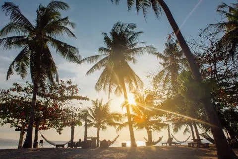 Hammocks between the Palm trees Stock Photos