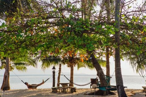 Hammocks between the Palm trees Stock Photos