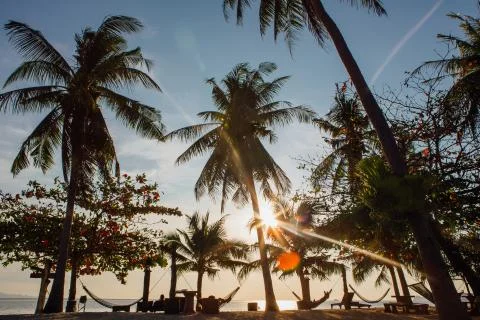 Hammocks between the Palm trees Stock Photos