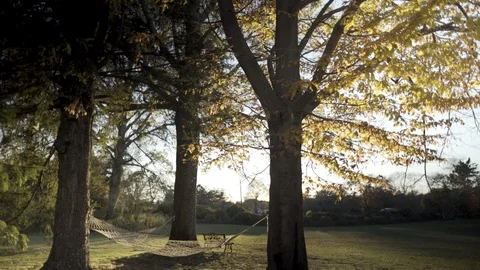 Hammocks between trees in new england in fall Stock Footage 91150566