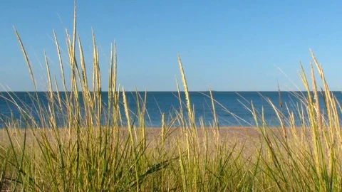 Hammonaset Beach Grasses Stock Footage 102730124