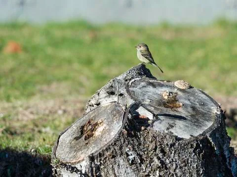 Hammond's Flycatcher perched on stump Stock Photos