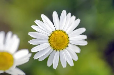 ?hamomile flower Stock Photos