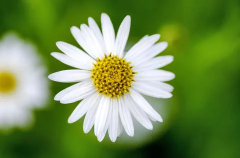 ?hamomile flower Stock Photos