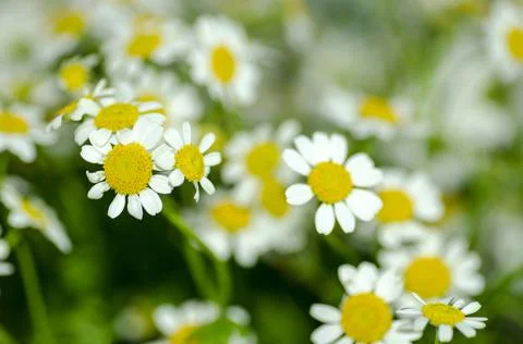 ?hamomile flowers Stock-Fotos