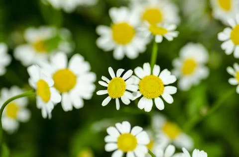?hamomile flowers Stock Photos