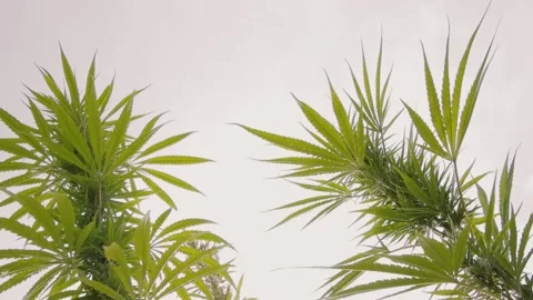 Hamp 動画素材 146279862