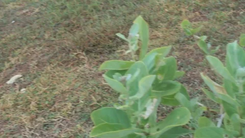 HAMPARAN RUMPUT 動画素材 109354728