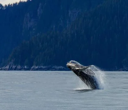 Hampback Whale breaching Stock Photos