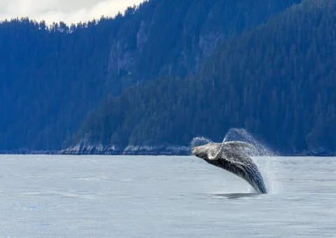 Hampback Whale breaching Stock Photos