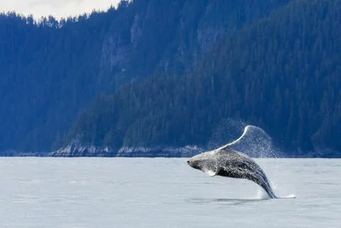 Hampback Whale breaching Stock Photos